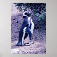 Pingouin magélique dans la péninsule Valdes - Arge