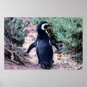 Poster Pingouin magélique dans la péninsule Valdes - Arge