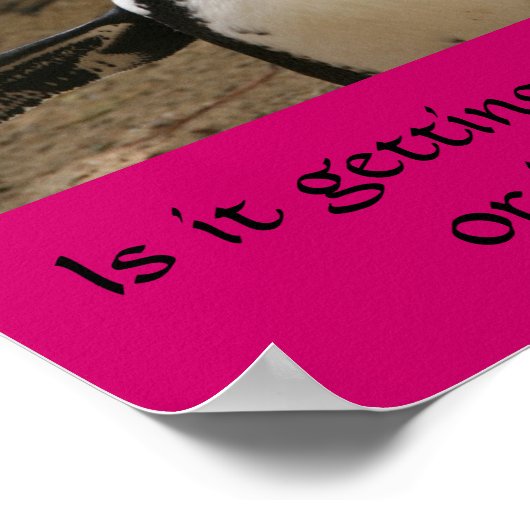 Poster Pingouin ménopausal (Coin)