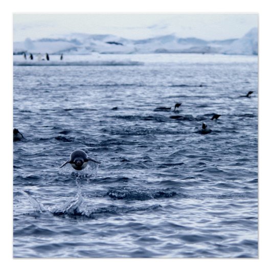 Poster Pingouin volant (Devant)