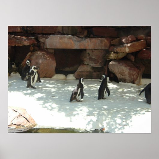 Poster Pingouins (Devant)