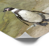Poster Pingouins (Coin)