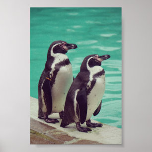 Poster Pingouins