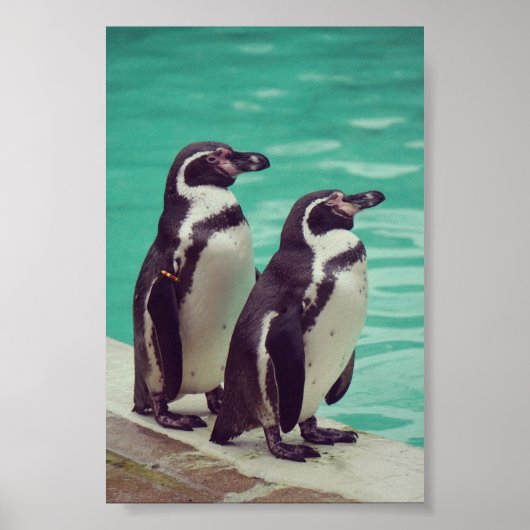 Poster Pingouins (Devant)