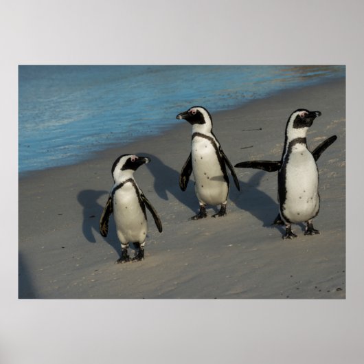 Poster Pingouins africains | Spheniscus Demersus (Devant)