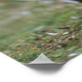 Poster Pingouins amusants (Coin)