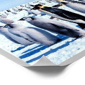 Poster Pingouins de l'Antarctique - (Coin)