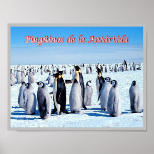 Poster Pingouins de l'Antarctique -
