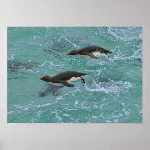 Poster Pingouins de narines Natation