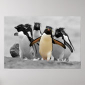 Poster Pingouins de Rockhopper (Devant)