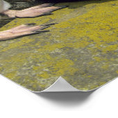 Poster Pingouins de Rockhopper (Eudyptes chrysocome), (Coin)