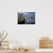 Poster Pingouins de Rockhopper, Eudyptes chrysocome), (Cuisine)