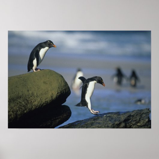 Poster Pingouins de Rockhopper, Eudyptes chrysocome), (Devant)