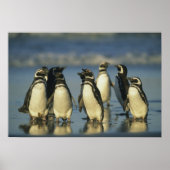 Poster Pingouins magellaniques, Spheniscus (Devant)