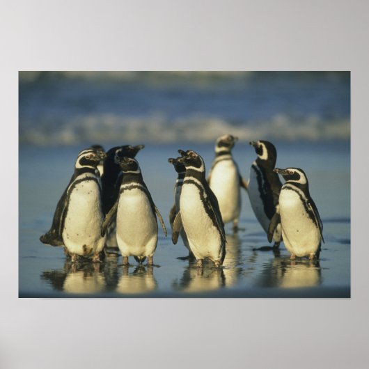 Poster Pingouins magellaniques, Spheniscus (Devant)