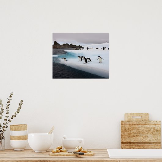 Poster pingouins, Pygoscelis antarctica, 2 (Cuisine)