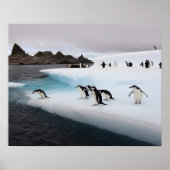 Poster pingouins, Pygoscelis antarctica, 2 (Devant)