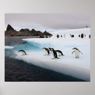 Poster pingouins, Pygoscelis antarctica, 2