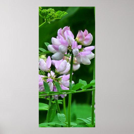 Poster Pink and White Flower Buds (Devant)