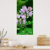 Poster Pink and White Flower Buds (Cuisine)