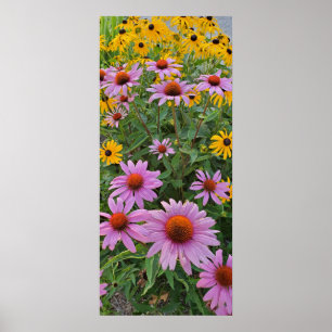 Poster Pink and Yellow Cone Flowers Nature Photography