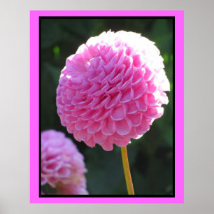 Poster Pink Ball Flower