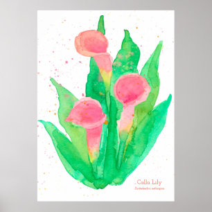 Poster Pink Calla Lily Aquarelle Fleurs Botanique