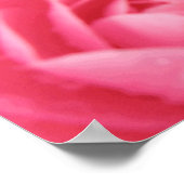 Poster Pink Camellia Print (Coin)