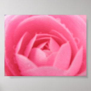 Poster Pink Camellia Print