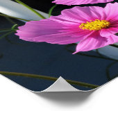 Poster Pink Cosmos Through the Porch Railing (Coin)