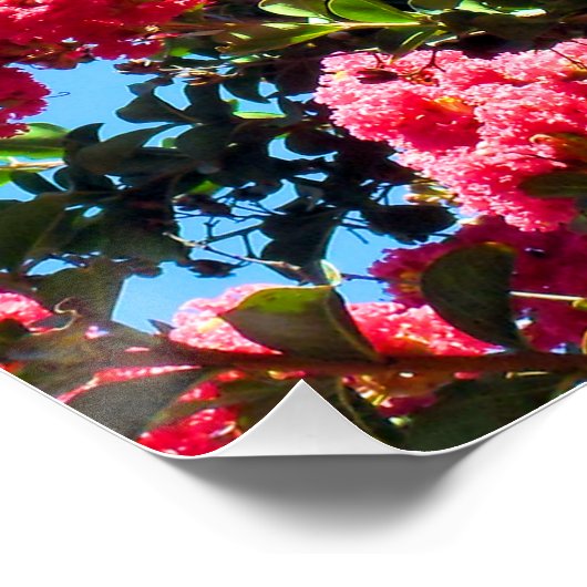 Poster Pink Crape Myrtle Tree Flowers Photographie (Coin)