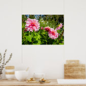 Poster Pink Dahlias (Otto's Thrill) (Cuisine)