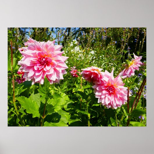 Poster Pink Dahlias (Otto's Thrill) (Devant)