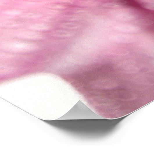 Poster Pink Daisy (Coin)