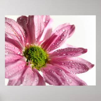 Poster Pink Daisy