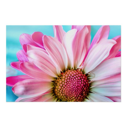 Poster Pink Daisy Flower Bloom (Devant)