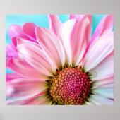 Poster Pink Daisy Flower Bloom (Devant)
