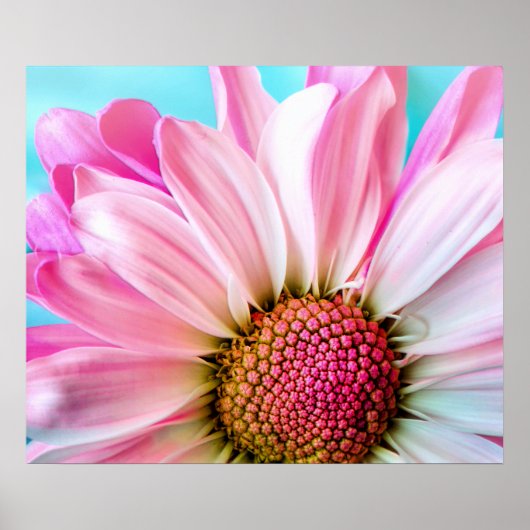 Poster Pink Daisy Flower Bloom (Devant)