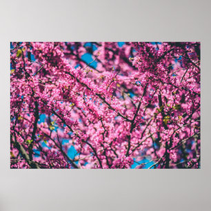 POSTER PINK FLOWERED TREE