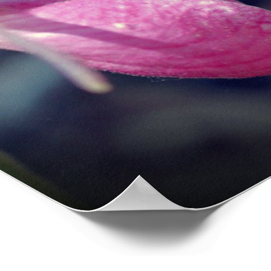 Poster Pink Lady Slipper Orchidée miroir de fleurs Abstra (Coin)