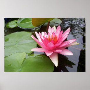 Poster Pink Lilly Dans Pond