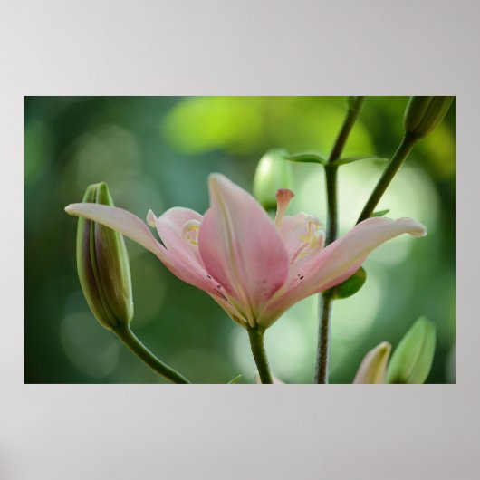 Poster Pink Lily par Shirley Taylor (Devant)