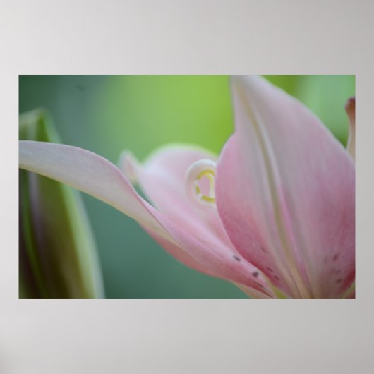 Poster Pink Lily par Shirley Taylor (Devant)