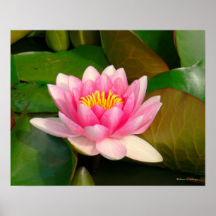POSTER "PINK LOTUS BLOSSOM AMID LILY PADS"/PHOTOGRAPHIE
