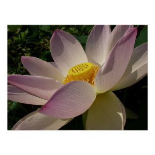 Poster Pink Lotus Flower III Summer Floral