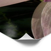 Poster Pink Lotus Flower III Summer Floral (Coin)