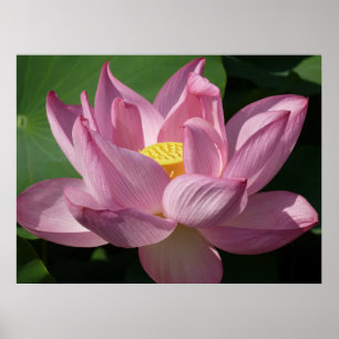 Poster Pink Lotus Flower IV