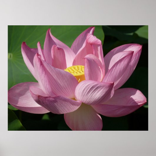 Poster Pink Lotus Flower IV (Devant)
