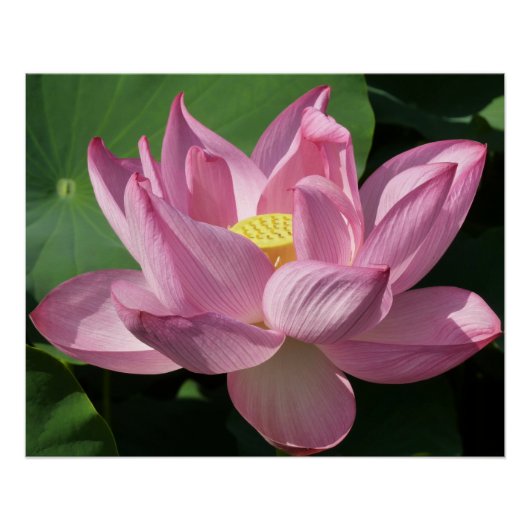 Poster Pink Lotus Flower IV (Devant)