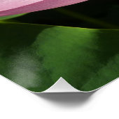 Poster Pink Lotus Flower IV (Coin)